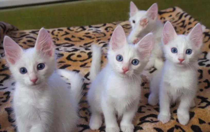 logo Angora cat