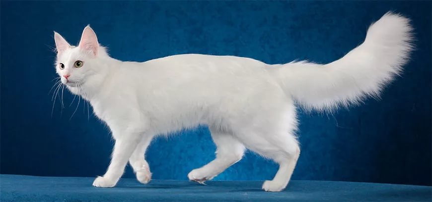 Как правильно выбрать ангорскую кошку Elegant cat