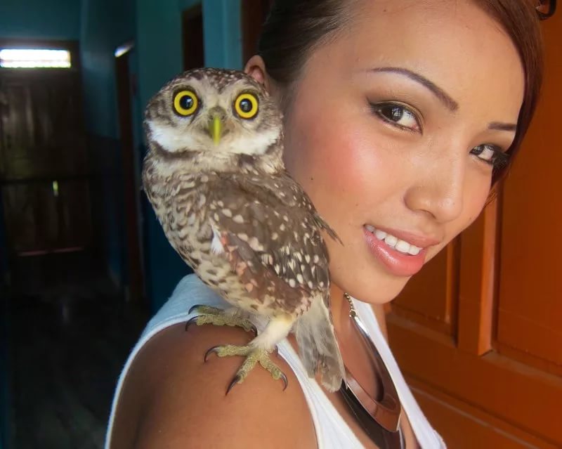 logo owl pet