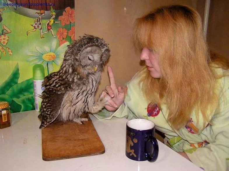 Сколько стоит сова, чем можно и чем нельзя кормить
. successful owl