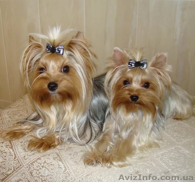 logo Yorkshire Terrier