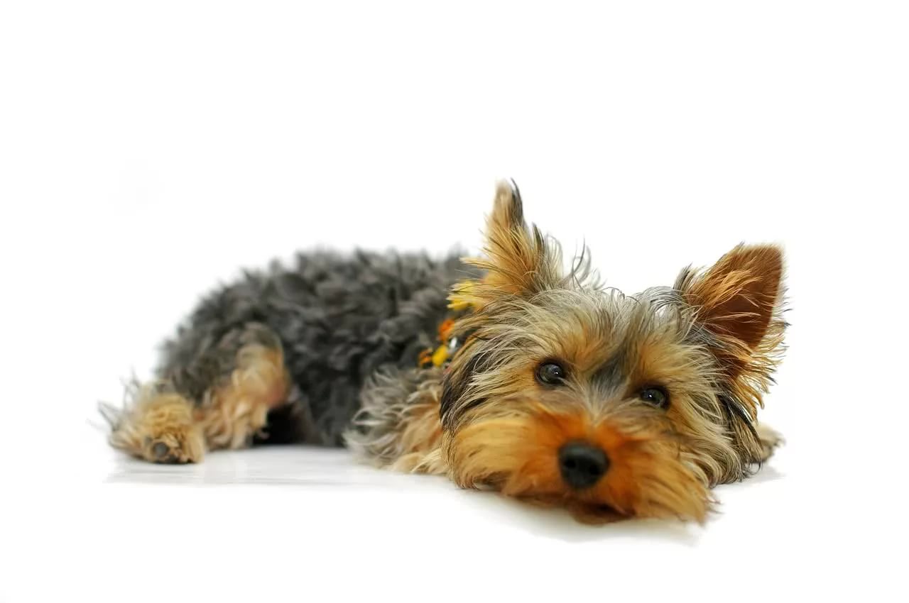 Пчему люди покупают собак породы Йоркширского мини терьера. Yorkshire Terrier puppy