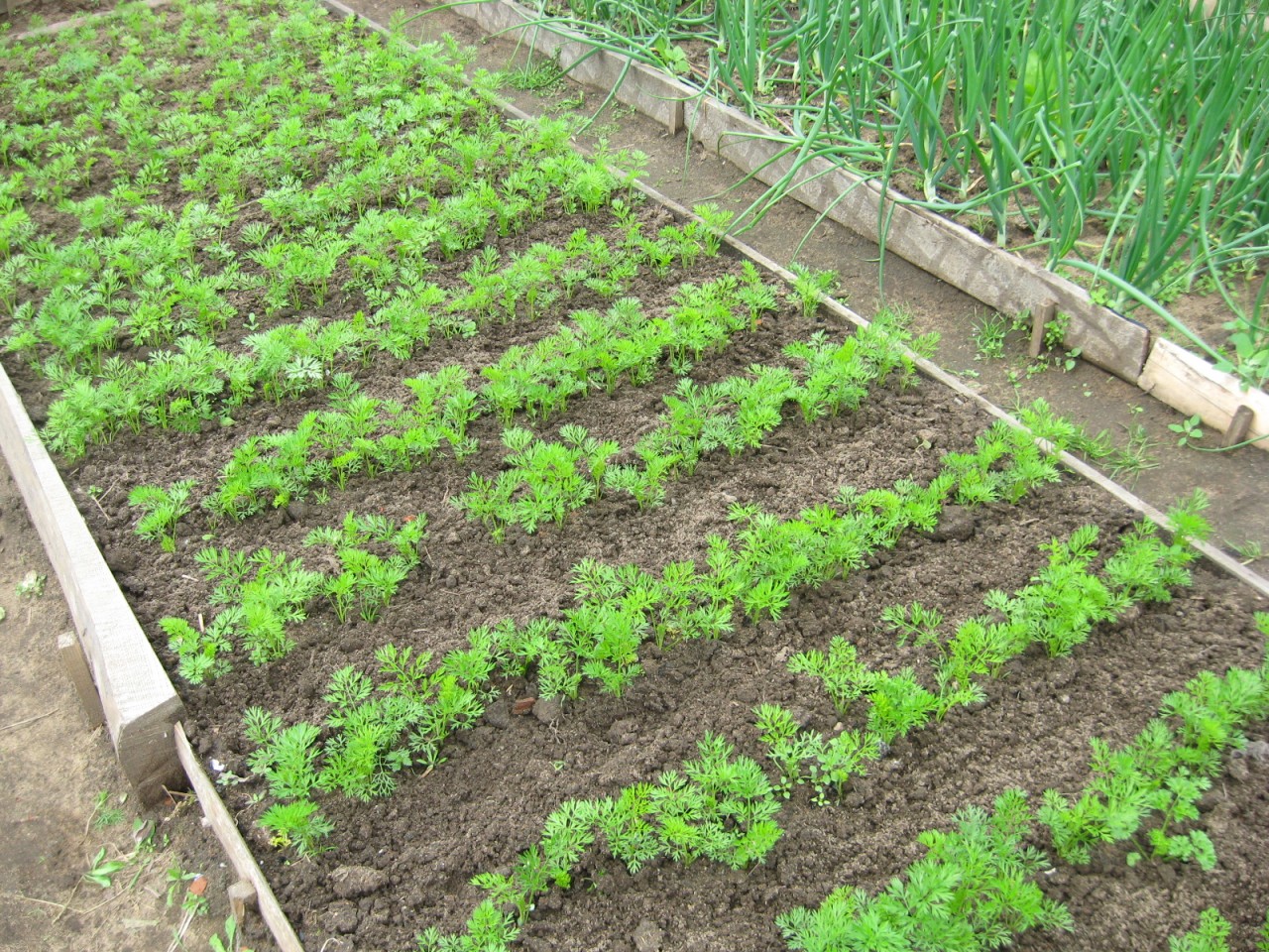 Советы по выращиванию большого урожая моркови на маленьком участке. grow carrots