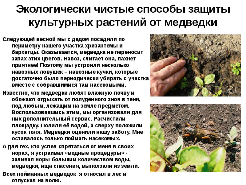 Борьба с вредителями на садовом участке. Pests bear