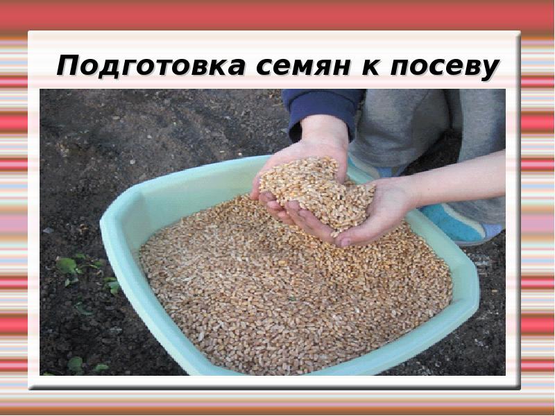 logo sowing