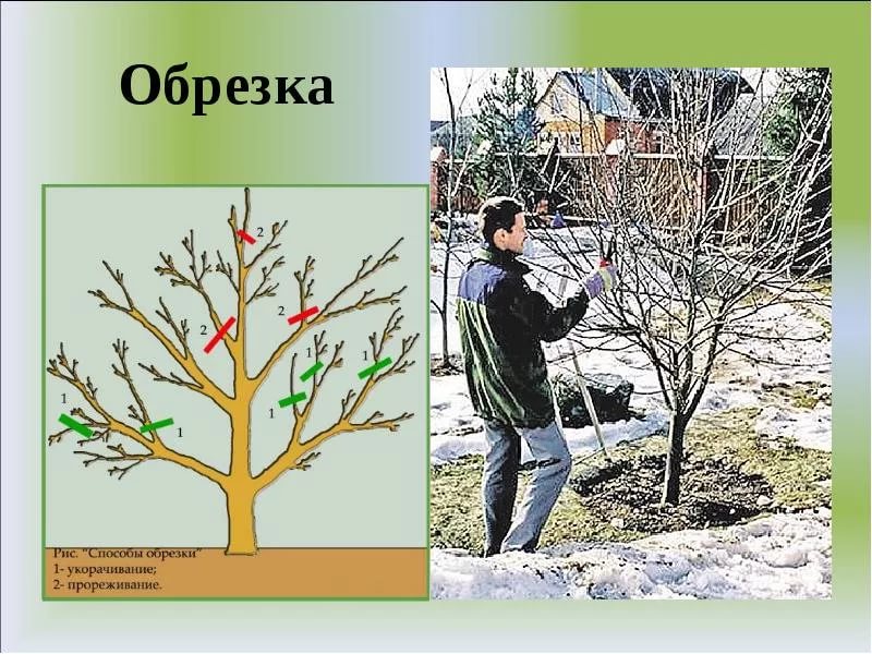 Способы обрезки деревьев, яблони, смородины, малины, кустарников. Pruning plants