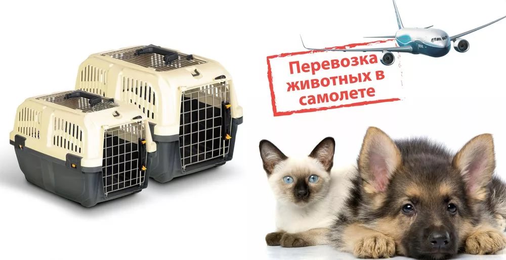 logo Transportation of cats