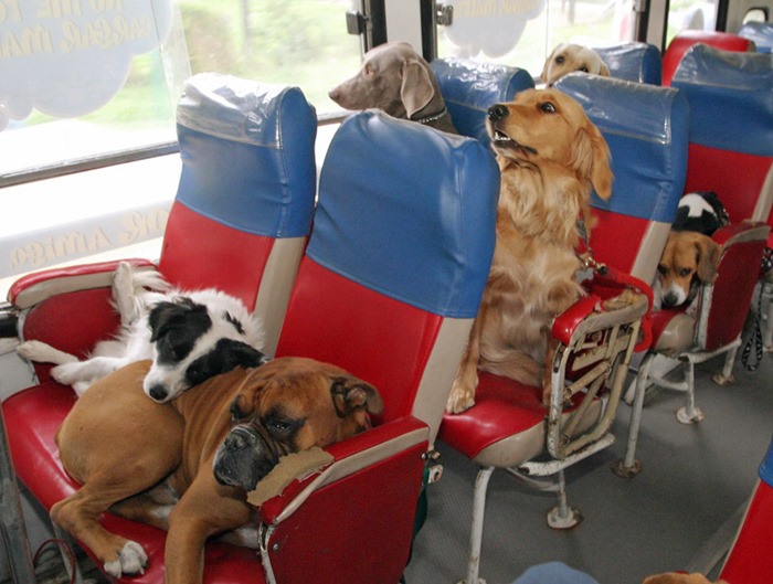 Как правильно перевозить домашных животных на автобусе cats in different transport