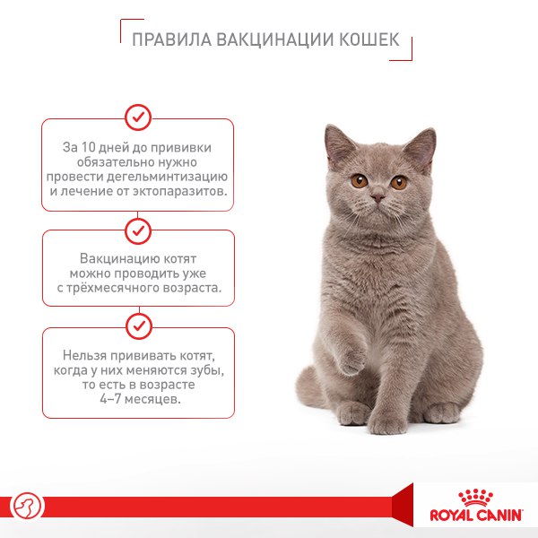 От каких заболеваний надо прививать котенка. Vaccination of the kitten