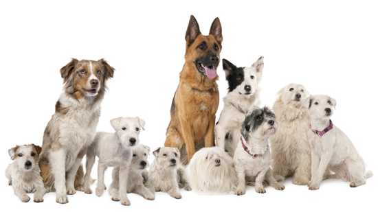 Какие документы надо проверить при покупки на породистого щенка logo buying a thoroughbred dog