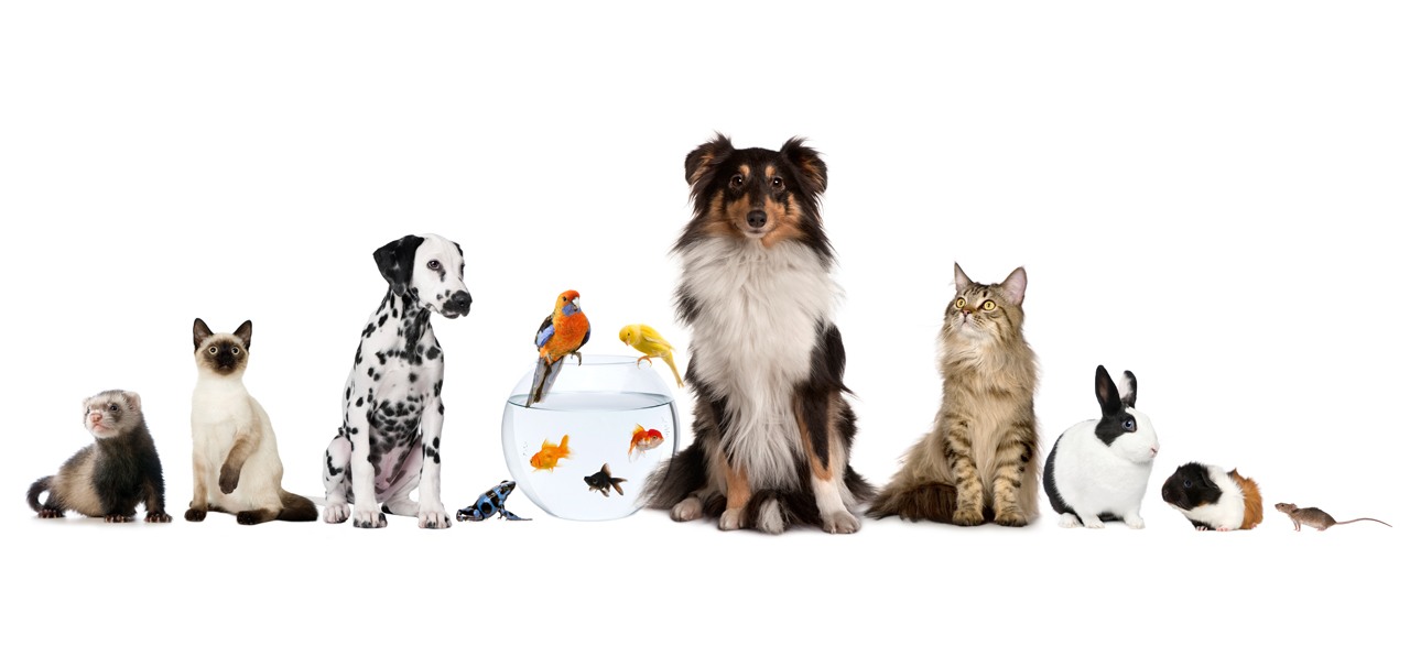 Живые антидепрессанты в квартире. antidepressants pets